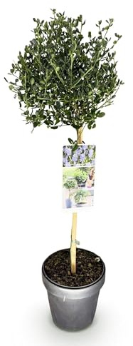 Säckelblume Ceanothus impressus Victoria Staude Ø19 cm H90 cm | immergrüne Terrassenpflanze mit lila Blüten, winterharter Zierstrauch für Balkon und Garten, winterhart, für Beet und Kübel