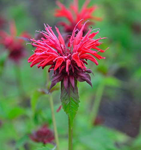 Indianernessel Gardenview Scarlett - Monarda fistulosa - lebende Gartenpflanze aus den Baumschulen