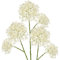Briful 70CM 3er Set Kunstblumen Wie Echt Künstliche Kronenblumen Calotropis Gigantea Schleierkraut Weiße Kunstblumen Dekorative Gypsophila für Hochzeit Party Frühling Dekoration