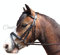 Canter Trensenzaum aus Leder mit Gummizügeln für Shetty, Pony, Cob, Schwarz