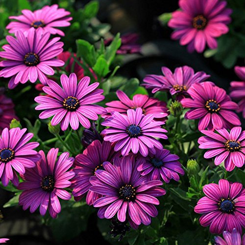 EgBert 30Pcs Africano Blu Occhi Margherita Semi Osteospermum Semi Mix Colore Fiore