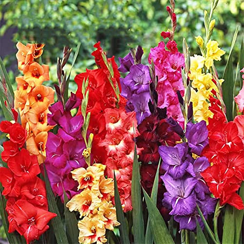 8 Pezzi Gladiolo Bulbi Perenne - Serie di Piante Rare - Piante in Vaso Fiori Resistenti all'Aperto Bulbi da Fiore Decorativi Mix Giardino