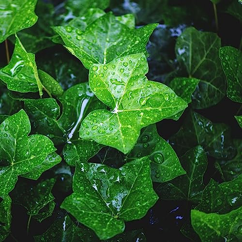 200 Piezas Semillas De Hiedra Perenne, Enredaderas De Hiedra, Enredaderas De Hiedra Plantas Raras, Semillas De Lecho Elevado (Hedera Nepalensis) Semillas De Hiedra Resistentes, Semilla