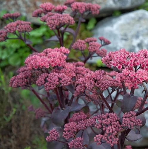 Große Fetthenne Xenox - Sedum telephium