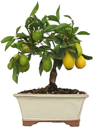 KENTIS - Limequat Bonsái - Citrus Floridana Auténtica Planta Ornamental Frutal para Exterior e Interior - H 28/38 cm Maceta 21 cm