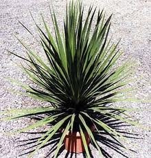 ESP-Handel - Cordyline australis - Keulenlilie - 10 Samen