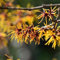 10 pcs zaubernuss samen - garten pflanzen blumendeko,Hamamelis mollis, wildblumensamen bienenweide ausgefallene geschenke bienenfreundliche blumensamen pflanzensamen saatgut alte