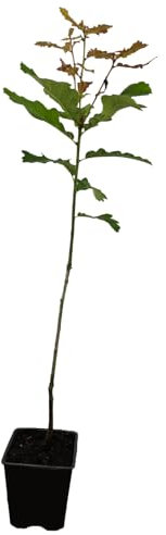 Seedeo® Stieleiche (Quercus robur) Pflanze ca. 40-50 cm hoch