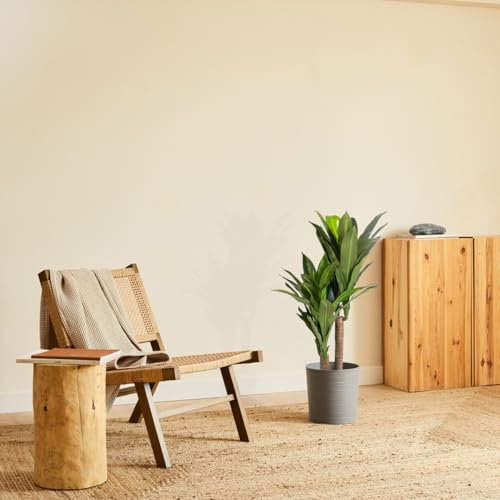 BLAINE | Dracena Tropical 90cm | Plantas Artificiales Decorativas | Planta Artificial Grande | Plantas Artificiales para Interior/Exterior | Planta Artificial Realista Decorativa para Casa |