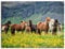 ARTLAND Wanddeko Leinwand Bilder Wandbild 80x60 cm Pferd Wildpferde Herde Isländer Island Tiere Natur Landschaft Blumen T1SL