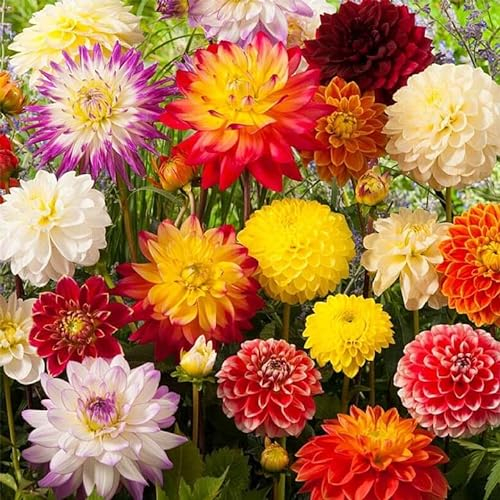 Dahlia - Glory Mixed- Rich Mixed Colour Flower Bulbs, Double Flowering, Pointy Petals for Planting Now X3 Bulbs