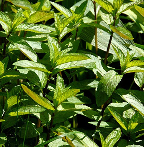 Grüne Minze Black Spearmint - Mentha spicata - lebende Gartenpflanze aus den Baumschulen