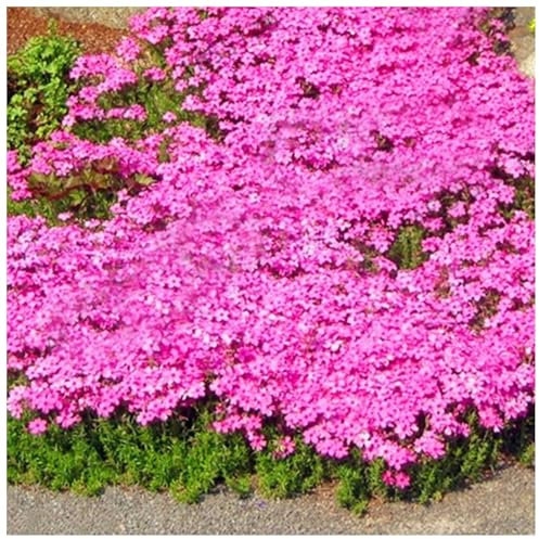 Rote Kriech-Thymian Samen – Mehrjährige, Winterharte Bodendecker-Pflanze, Thymus Serpyllum Blumensamen für Garten, Balkon und Landschaftsgestaltung (400pcs Pink)