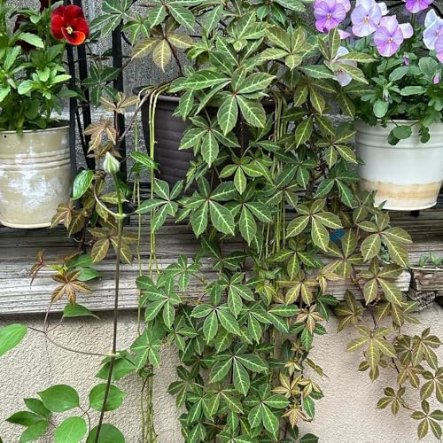 Vite americana, rampicante - Vite americana Decorazione murale verde rampicante rare balcone decorazioni giardino per esterni giardino roccioso 550semi