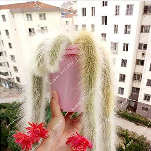 PLAT FIRM Germinación de las semillas: Hildewintera Colademononis mono impresionante cola Cactus Flores rojas 50 semillas