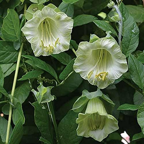 12 Seeds of Cobaea Scandens White (Cup and Saucer Plant)