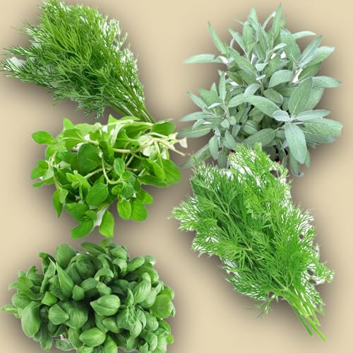 Kit de SEMILLAS de HORTALIZAS | 5 Sobres de SEMILLAS | Albahaca Italiana Clásica | Eneldo | Hinojo Silvestre | Salvia | Mejorana | Tu propio huerto en casa: fácil y delicioso!