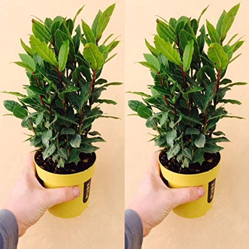 2 x Laurus nobils, alloro, pianta grande in un vaso da 11 cm, pianta di alloro per cucinare erba