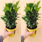 2 x Laurus nobils, alloro, pianta grande in un vaso da 11 cm, pianta di alloro per cucinare erba