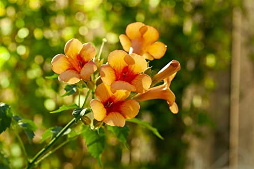 Campsis radicans 'Indian Summer' 80 cm Stammhöhe – Winterhart, Mehrjährig, Pflegeleicht – Trompetenblume – Kletterpflanze für Pergola & Rankhilfe