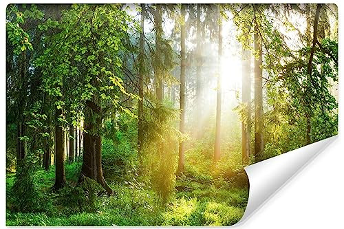 Muralo Fototapete Selbstklebend 3D, Wald, Tagesanbruch - 300x210 cm | Beeindruckendes 3D-Design, hochauflösender Druck - ideal für Wohnzimmer und Schlafzimmer, Ein außergewöhnliches Raumerlebnis