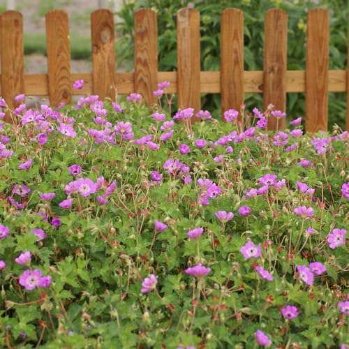 Storchschnabel 'Kelly Anne' - 3 Stück - Geranium wallichianum, sehr winterhart, insektenfreundlich, im 9 cm Topf