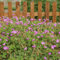 Storchschnabel 'Kelly Anne' - 3 Stück - Geranium wallichianum, sehr winterhart, insektenfreundlich, im 9 cm Topf