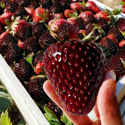 Semillas de fresa perenne resistente - trepadoras jardín 600pcs