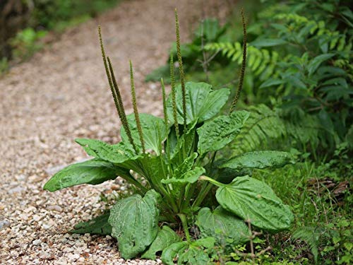 Latifoglie piantaggine - Plantago major - 200+ seeds - Heirloom! Seeds ONLY