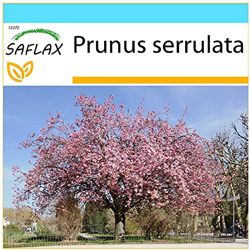 SAFLAX - Set regalo - Cerezo japonés - 30 semillas - Con caja regalo/envío, etiqueta para envío, tarjeta de felicitación y sustrato de cultivo y fertilizante - Prunus serrulata