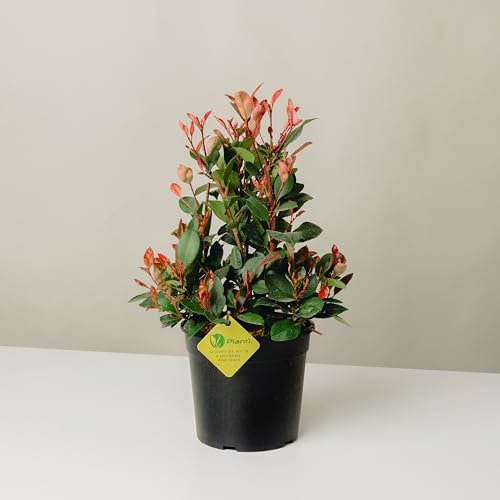 PLANTI'’ PHOTINIA FRASERI LITTLE RED ROBIN Pianta vera da esterno variante nana arbusto sempreverde cespuglio ornamentale per abbellire giardino e terrazzo. 6 mesi di concimazione con sistema