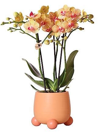 Kolibri Orchids | Orange Phalaenopsis orchid - Jamaica + Rolling dekorativer Topf Pfirsich - Topfgröße Ø9cm - 35cm hoch | blühende Zimmerpflanze im Blumentopf - frisch vom Züchter