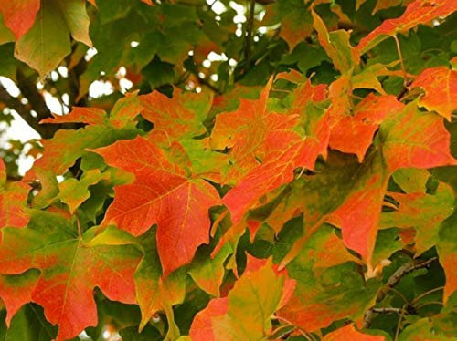 Acero campestre pianta in vaso ø26 cm h. 150/170 cm Vivaio di Castelletto