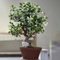 50 pz semi di piante di gelsomino semi di fiori come regalo per gli ospiti le piante rampicanti sono resistenti giardino decorativo piante in vaso aiuole rialzate per giardino vaso