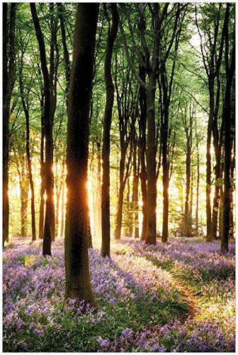 Wallario selbstklebendes Poster - Blaue Hasenglöckchen im Wald mit Sonnenstrahlen, Aufkleber in Premiumqualität, Klebefolie Größe: 100 x 150 cm XXL-Poster