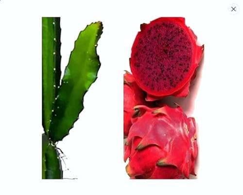 Planta Pitaya Viva Cactus Trepador Natural Fruta del Dragón