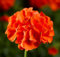 100 graines de fleurs de pélargonium