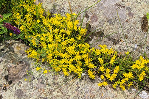 Mauerpfeffer, scharfer Sedum acre 1000 Samen Gelb