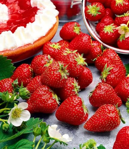 BALDUR Garten 9x Immertragende Erdbeere Hummi® Meraldo, je im 7x7 cm-Topf | immertragend, essbare Früchte, große, herzförmige, dunkelrote Erdbeeren, winterhart, Fragaria x ananassa, Erdbeerpflanze