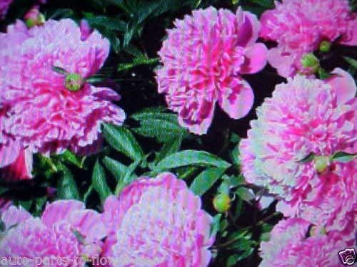 Große Farbe Princess LITE Rosa Baum-Pfingstrose-Blumensamen
