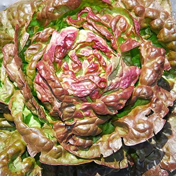 300 Samen Salat Wundersch der 4 Jahreszeiten – Altgemüse – reproduzierbares bäuerliches Saatgut – halbwild