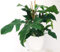 POWERS TO FLOWERS - PHILODENDRON, PHYLODENDRON, MONSTERA SQUAMIFERUM XXL, IN VASO CERAMICA BIANCO, VASO 20CM, pianta vera