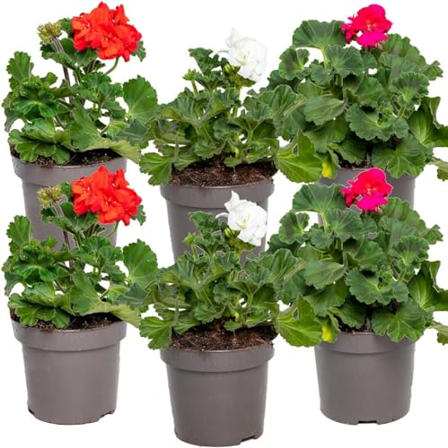 6x Pelargonium peltatum Mix hängend - Geranie - einjährig - duftend – ⌀10,5 cm - 15-20 cm