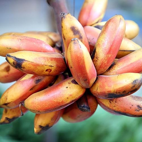 30 Pcs winterharte bananen samen - bananensamen - winterharte kübelpflanzen,garten geschenk (Musa nana) bäume garten winterhart, säulenobstbäume obstbäume, obst frisch, säulenobst