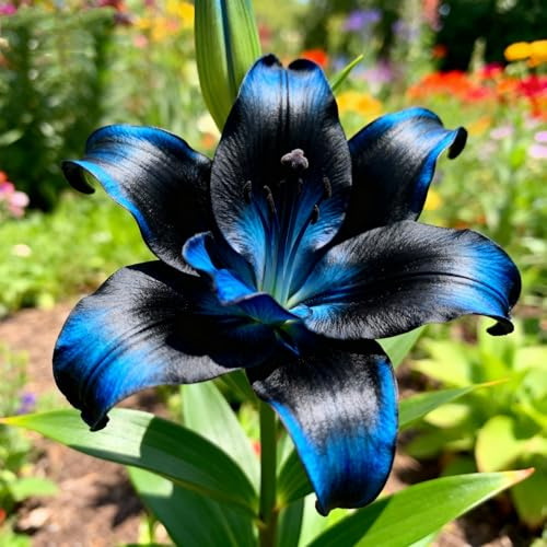 Leicht Anbaubare Funkien/Lilien/lilium Dauerwüchsig Winterfest&Prachtvolle lilien Wurzelstock/Geeignet Für Neueinsteiger-2Rhizome-J