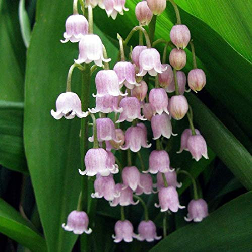 Pink Convallaria Majalis Rosea 'Lily of The Valley' Jumbo Planting Pips x 10