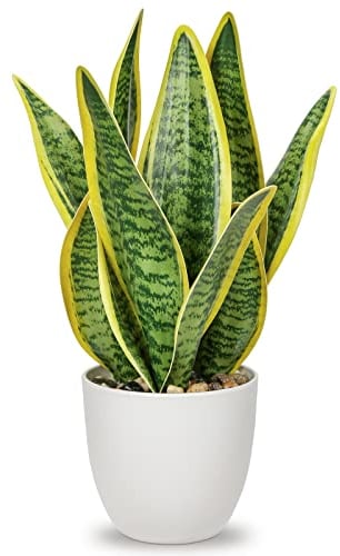 Sansevieria Kunstpflanze im Keramiktopf, kleine Zimmerpflanze, künstliche Schlangenpflanze, Kunstpflanzen wie echt Perfekt für Badezimmer Schlafzimmer Home Office Dekoration, Höhe 33cm