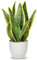 Oairse 31cm Sansevieria Planta Artificial en Maceta de cerámica, pequeña Planta de Interior, Planta de Serpiente Artificial, Plantas Artificiales como verdaderas, baño, Dormitorio