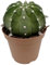 Fangblatt - Echinopsis subdenudata - großblütiger Bauernkaktus - pflegeleichte Zimmerpflanze/Sukkulente