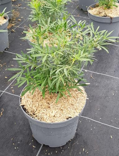Choisya ternata SCENTED GEM® 'Lissbrid' / Oranger du Mexique/Conteneur de 3 à 4 litres